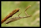 Mantis Mantis