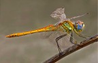 Libellula gialla Libellula gialla