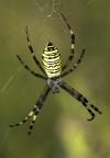 Argiope Argiope
