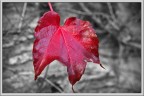 Foglia Acero!!! Foglia Acero!!!