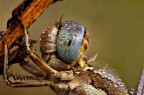 Libellula profilo Libellula profilo