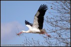 Cicogna in volo Cicogna in volo
