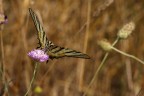 Iphiclides podalirius Iphiclides podalirius