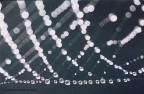 Scatto della serie Naturalia. Oviamente senza postproduzione