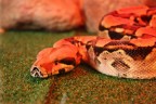 My boa costrictor My boa costrictor