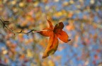 Foglie autunnali Foglie autunnali