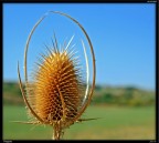 Pungente!!! Pungente!!!