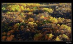Autumn Leaves Autumn Leaves