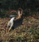 scusate le spalle ma io scappo scusate le spalle ma io scappo