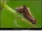 Acronicta rumicis Acronicta rumicis