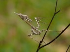Empusidae Empusidae