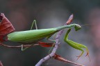 mantide religiosa mantide religiosa