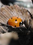 coccinella coccinella
