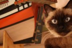 My cat My cat