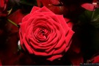 Una rosa, bella rossa...

COMMENTATE, COMMENTATE, COMMENTATE!!!