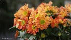 I fiori del Brembo