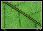 Texture I - Verde Texture I - Verde
