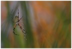 Argiope Argiope
