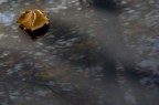 I ricordi di una foglia I ricordi di una foglia