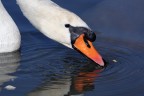 cigno