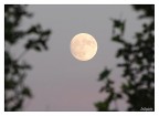 Moon Moon
