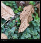 Che faccio mi lancio? Che faccio mi lancio?