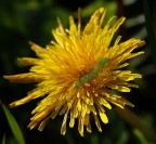 bruchetto al sole bruchetto al sole