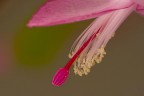 Nuova macro senza flash Nuova macro senza flash