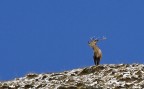 Il Re della Montagna Il Re della Montagna