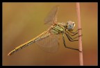 Sympetrum fonscolombii immaturo Sympetrum fonscolombii immaturo
