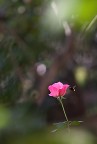 Profumo di rosa Profumo di rosa