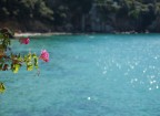 fiore nel mare