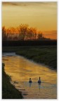 Cigni sul fiume Cigni sul fiume