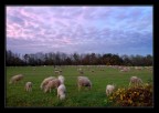 cielo a pecorelle