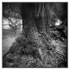 Tra gli alberi Tra gli alberi