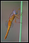 Libellula.... Libellula....
