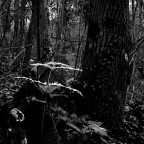 Bosco monte Pisano Bosco monte Pisano