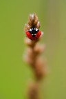 Goccinella Goccinella