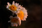 Ultimi fiori