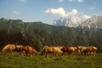 CAVALLI E IL GRUPPO DELL'AGNER