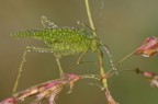 Phaneroptera falcata Phaneroptera falcata