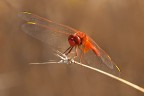 libellula rossa libellula rossa