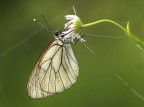 Pieride del biancospino Pieride del biancospino