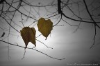 Resistere fino all'arrivo silenzioso della morte.... Resistere fino all'arrivo silenzioso della morte....