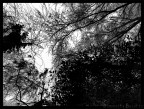 autunno in bianco e nero autunno in bianco e nero