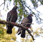 controluce controluce