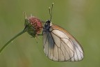 Pieride del biancospino Pieride del biancospino