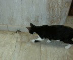 Il gatto e il topo Il gatto e il topo
