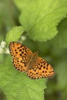 Nympalidae Nympalidae