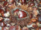 Castagnata Castagnata